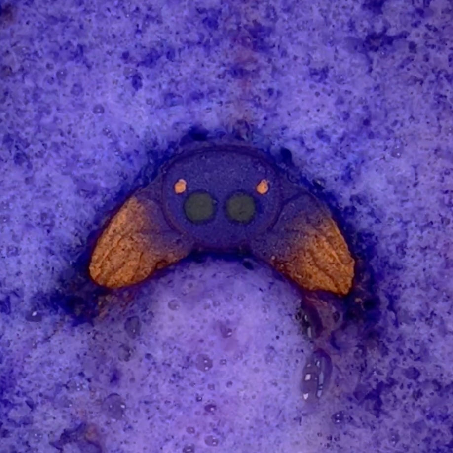 Halloween Spider Bath Bomb